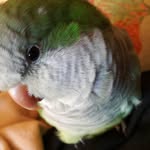 Cory🐦 - @coryparrot - Instagram