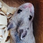 Finn Cory Potts - @finn_the_tiny_hamster - Instagram