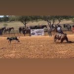 Cory Rowland - @coryrowlandropehorses - Instagram