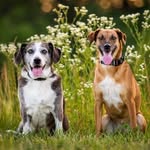 Cory Sturtevant - @corynstacy - Instagram