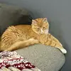 Corey Teague - @gooserthecat - TikTok