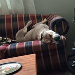 Corey Thibodeau - @thibodeau8978 - Instagram