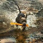 Cory Vaughn / Lonestar_Kennels - @lonestar_kennels - Instagram