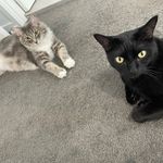 Wesley & Cory 🐈‍⬛🐈 - @wesley._.cory - Instagram