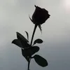 Corey Westcott897 - @jdmlegend420 - TikTok