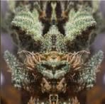 Cory Westfall - Facebook