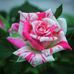 Fernando Cesar Cosme Rivera - Facebook