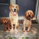 Apollo, Bronco, Cosmo - @abcgoldenboys - Instagram