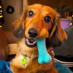 Cosmo Brown - @cosmo_the_ween - Instagram