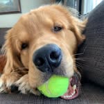 Cosmo Brown - @life_of_cosmo_brown - Instagram