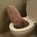 Cosmo Brown - @cosmo_the_cat312 - Instagram