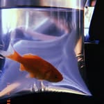 Cosmo Brown - @cosmo_the_fish - Instagram