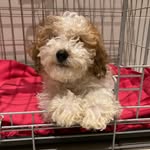 Cosmo Brown - @cosmo_brown_the_pup - Instagram