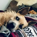 Cosmo Brown - @cosmo_brown_b - Instagram