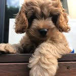 Cosmo brown - @cosmo_brown_thespoodle - Instagram