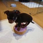 Cosmo Brown - @cosmo.brown_chihuahua - Instagram