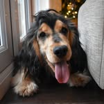 Cosmo Brown - @cockercosmo - Instagram