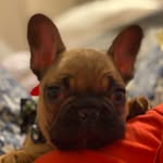 Cosmo Brown - @the_daily_cosmo - Instagram
