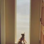 Cosmo Brown - @cosmobrown_thegriff - Instagram