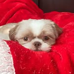Cosmo Brown - @cosmo_thepuppy - Instagram