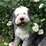 Cosmo Brown Scherkenbach Bloch - @cosmobrownb - Instagram