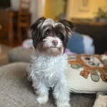 Cosmo - @cosmo.brown_ - Instagram
