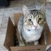 Cosmo Rae Brown - Egyptian Mau, Tabby, Tuxedo mix - Facebook
