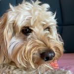 Cosmo Clark - @roxydoodlerubbleclark - Instagram