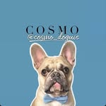 👑  Cosmo 👑 - @cosmo_doguie - Instagram