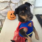 Cosmo - @cosmo.dog - Instagram