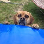 Cosmo - @cosmo_dog_ - Instagram