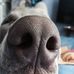 Cosmo dog - Facebook
