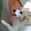 Cosmo_dog. - @cosmo_dog - TikTok