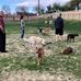 Cosmo Dog Park - Facebook