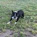 Cosmo Dog Park - Facebook