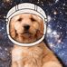 Cosmo the Space Dog - Facebook