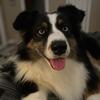 Cosmodog - @sedonaaussie - TikTok