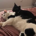 @cosmo_gibson_cats4u - Instagram