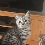 Gilbert Cosmo Jackson Mulvaney - @meowgilbert_2 - Instagram