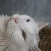 Cosmo Lai - @cosmolai - TikTok