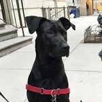 Laika the Lab Mix - @cosmolaika - Instagram