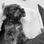 Cosmo Dixon Lee - @lifewithcosmo2015 - Instagram