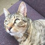 Cosmo Lee - @cosmo_lee_2016 - Instagram