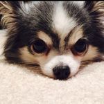 Cosmo Lee - @adventure_is_cosmo_ - Instagram