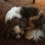 Cosmo Lee Chang - @cosmotheshihtzu_ - Instagram