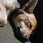 cosmo lee poop emoji - @cosmoleepoop - Instagram