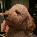 Cosmo & Charlie Miller - @cosmo.and.charlie - Instagram