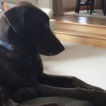 Cosmo Roberts - @cosmothedog2018 - Instagram