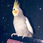 🧡🌼 Cosmo Smith 🌼🧡 - @thatbirdcosmo - Instagram