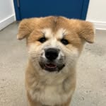 COSMO | The Japanese Akita - @cosmosmith_ - Instagram